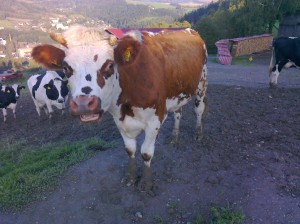 Krávy ze sousední farmy
